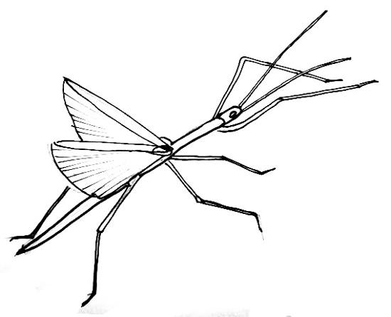 550x446 How To Draw A Stick Insect