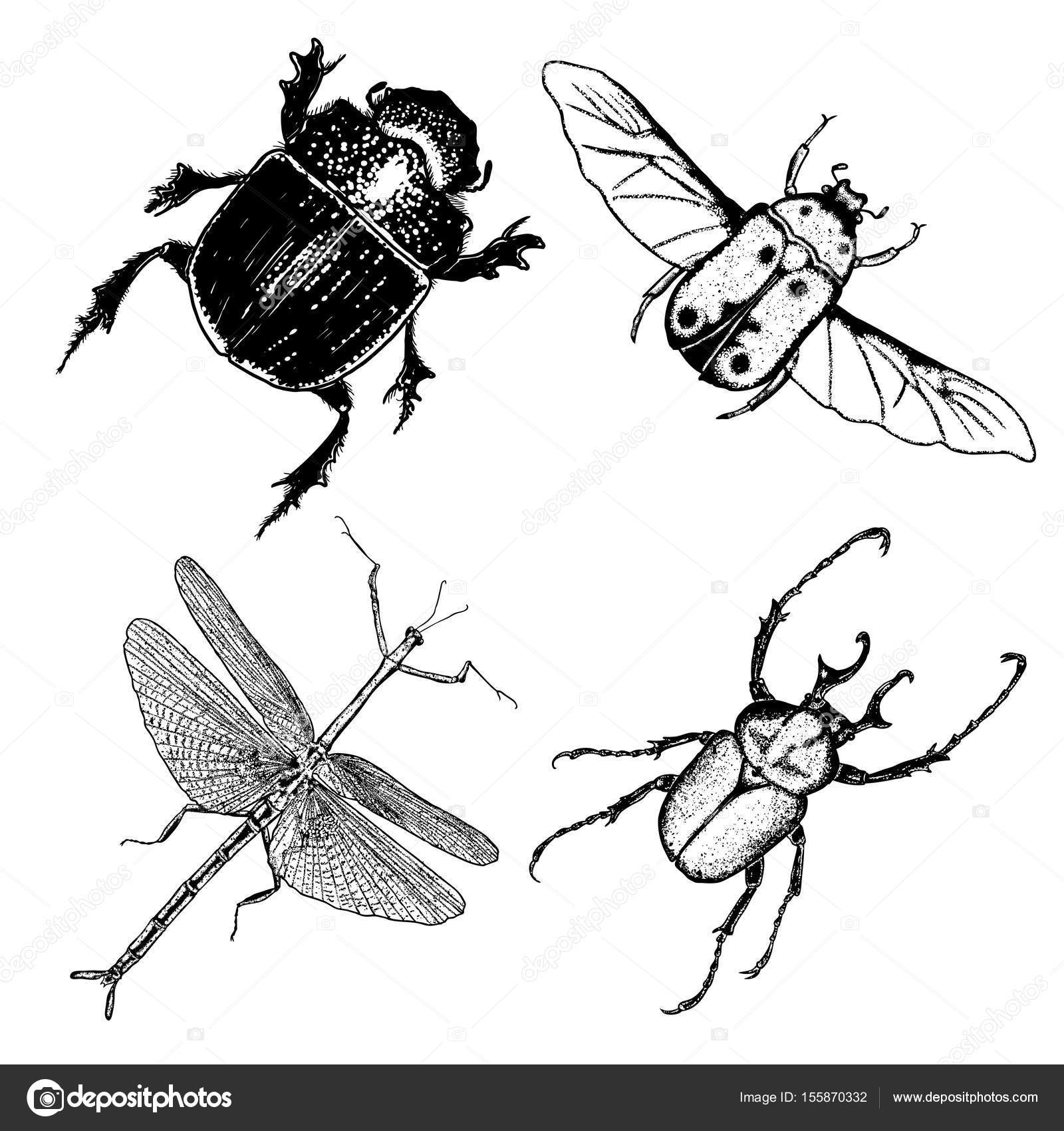 1600x1700 Big Set Of Insect Drawings Stock Vector Goldenshrimp