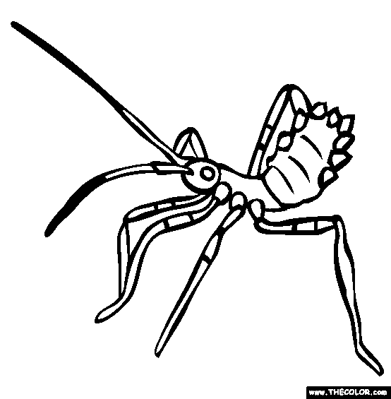 554x565 Insect Online Coloring Pages Page 1