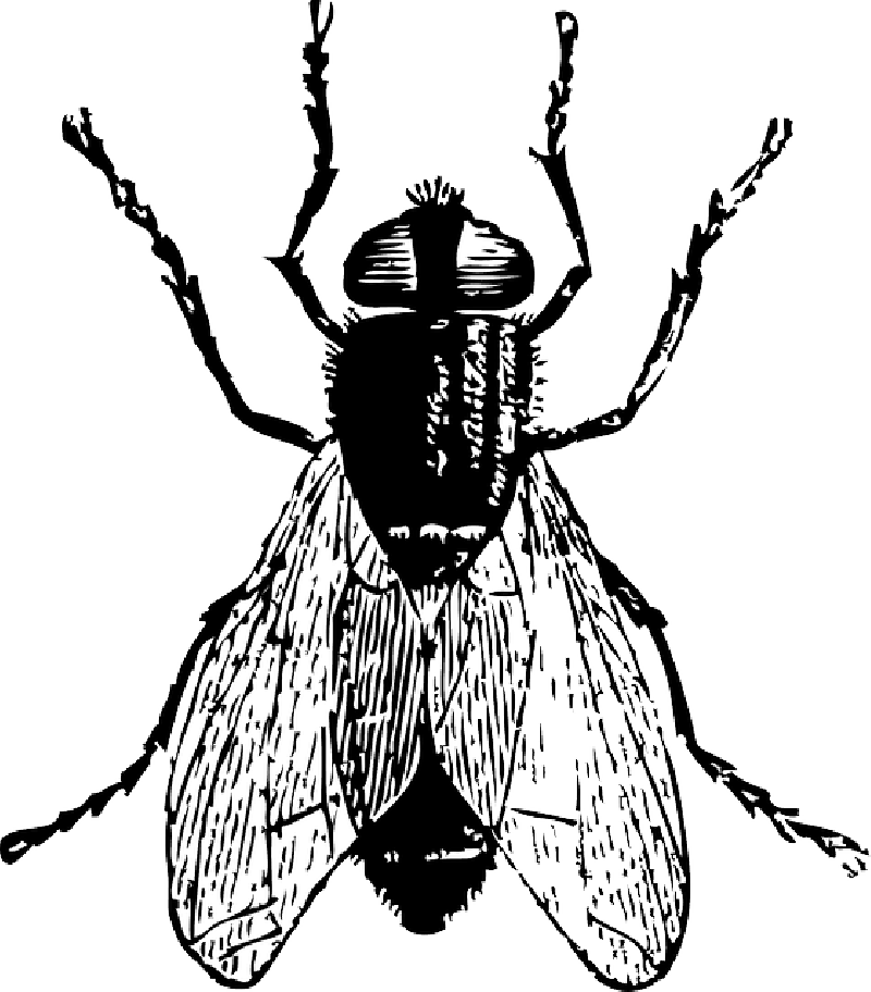 800x912 Mosquito, Black, Outline, Drawing, White, Cartoon, Bugs