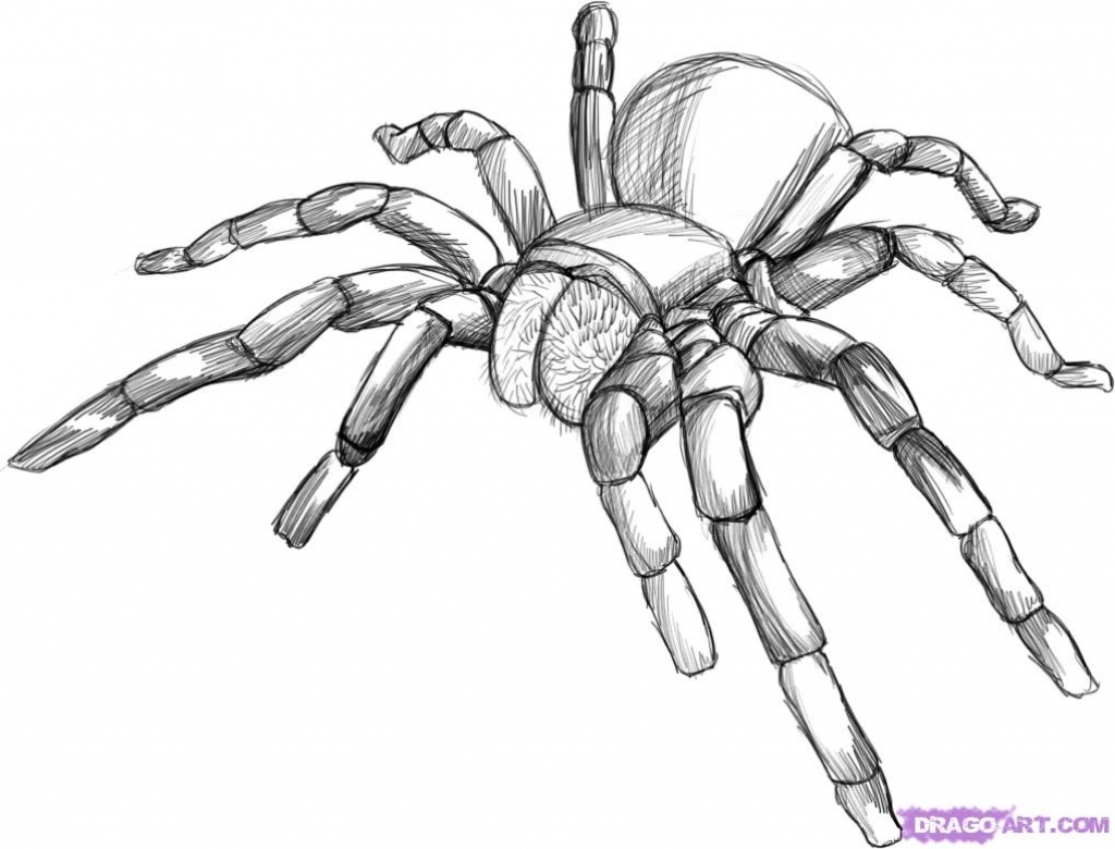 1024x780 Pencil Drawings Of Spiders How To Draw A Tarantula Step Step Bugs