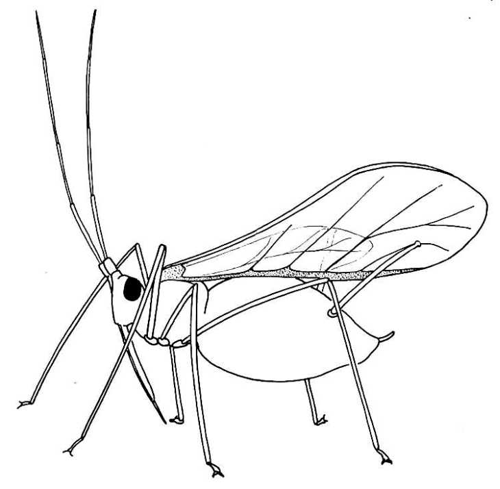 730x714 Biological Drawings. Insects. Winged Aphid. Biology Teaching