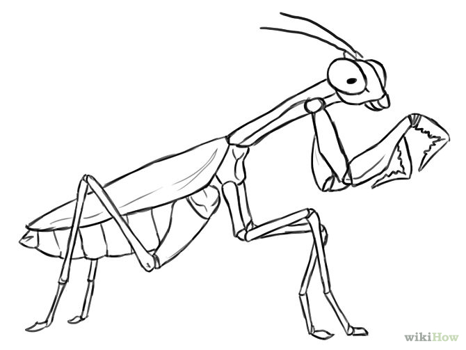 670x503 Insect Line Drawings