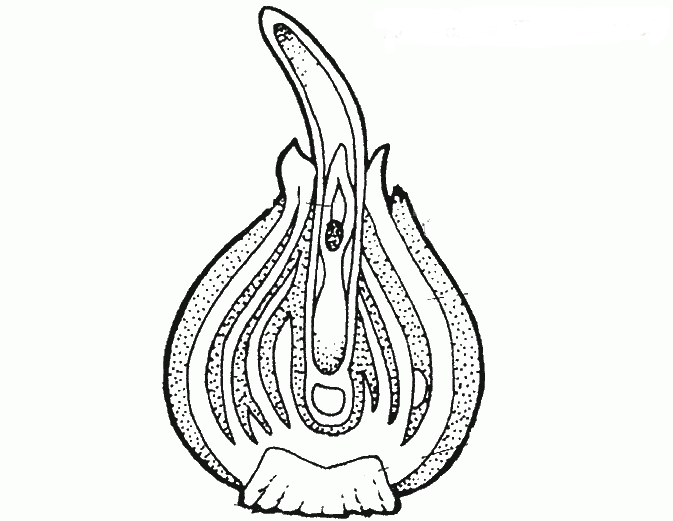 673x521 Teaching Suggestions Tulip Bulbs The Inside Story