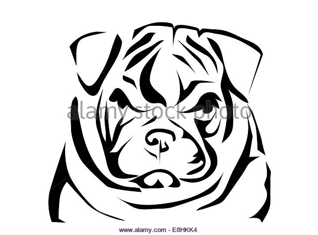 640x473 English Bulldog Black And White Stock Photos Amp Images