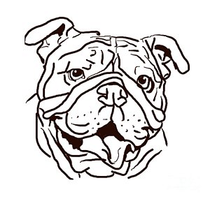 300x285 English Bulldog Drawings