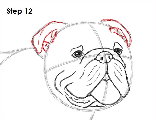500x386 How To Draw A Bulldog