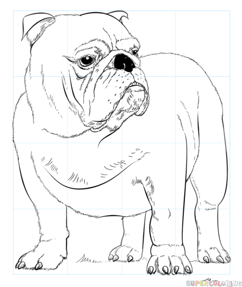485x575 How To Draw English Bulldog Step By Step Drawing Tutorials