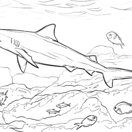 268x268 Coloring Pages Bull Shark Kids Drawing And Coloring Pages
