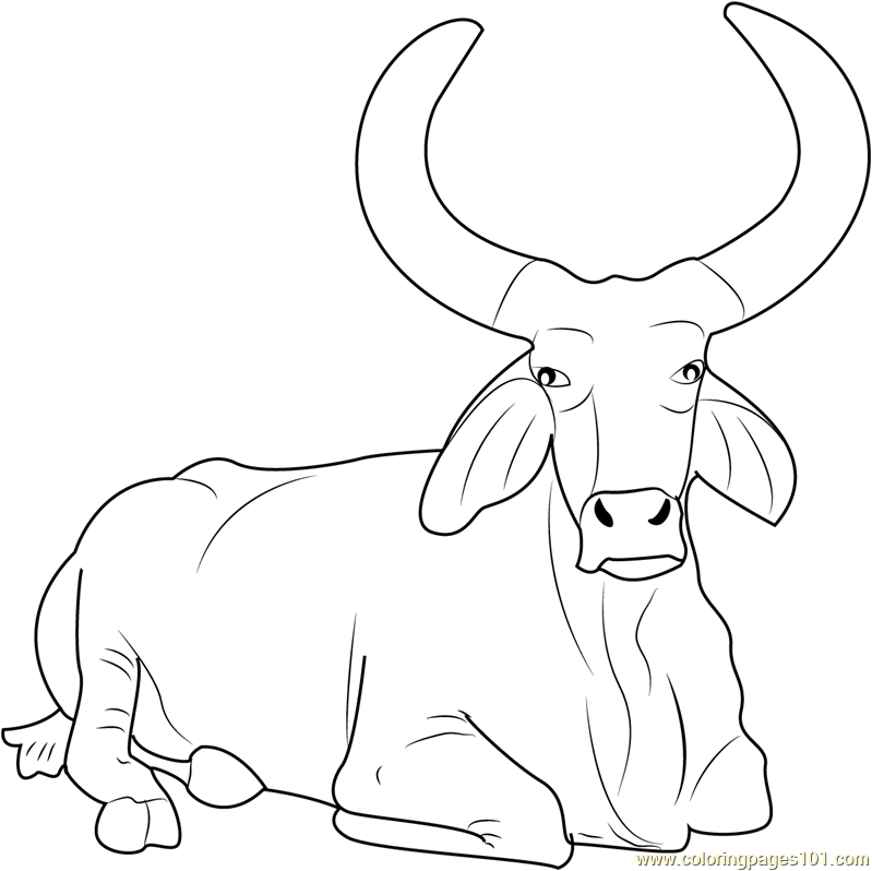 799x798 Beautiful Bull Coloring Page