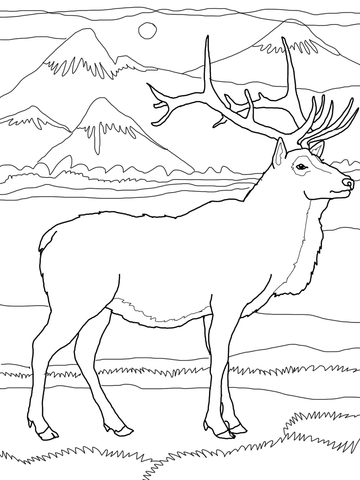 360x480 Elk Or Wapiti Coloring Page Free Printable Coloring Pages