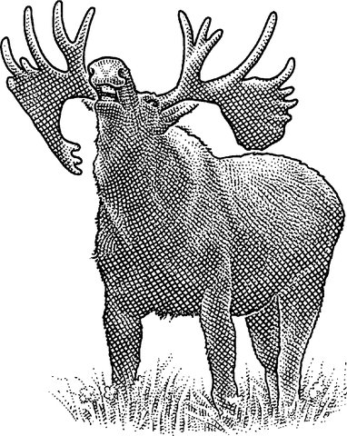 382x480 Newfoundland Encourages Its Moose To Vamoose