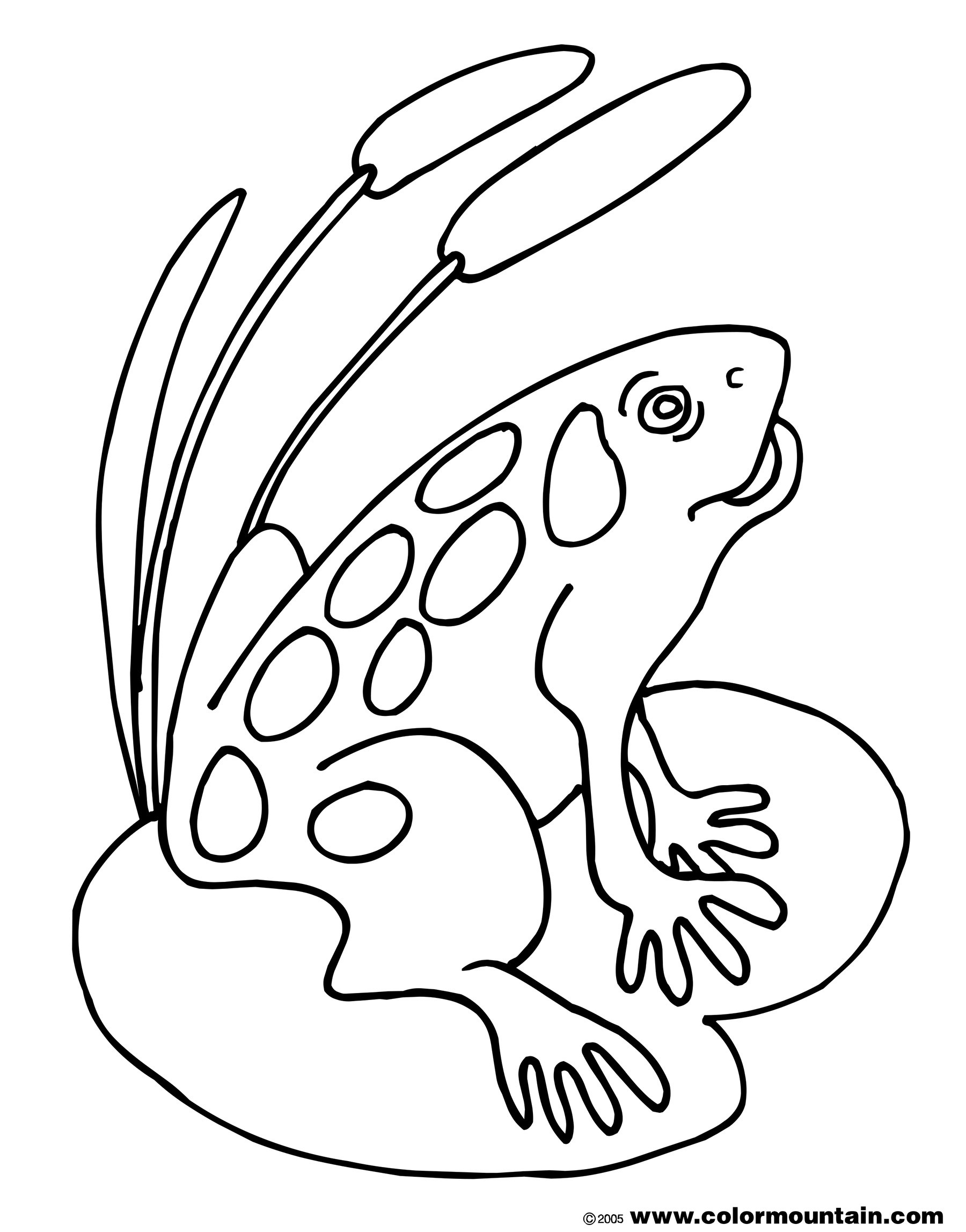 Bull Frog Drawing at GetDrawings | Free download