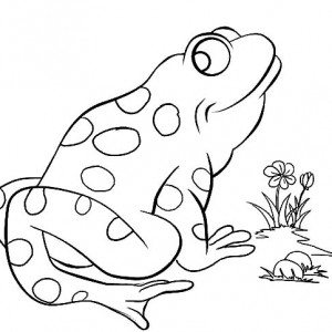 300x300 Drawing Bullfrog Coloring Pages Best Place To Color