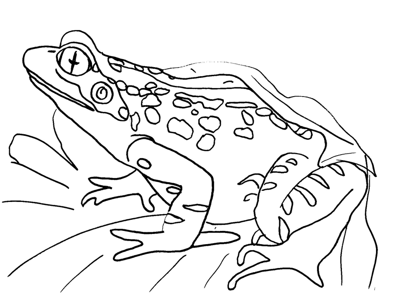 800x582 Free Frog Coloring Pages To Print Out And Color!