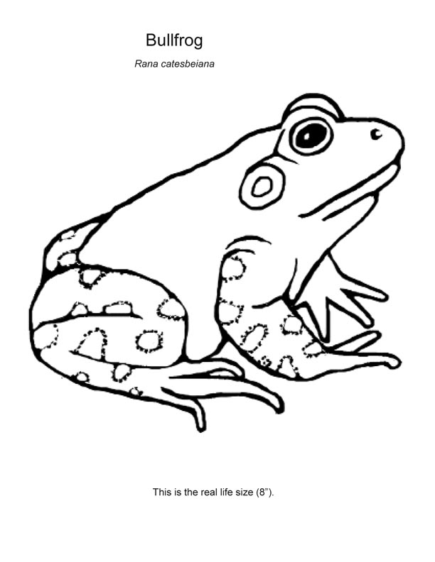 Bull Frog Drawing at GetDrawings | Free download