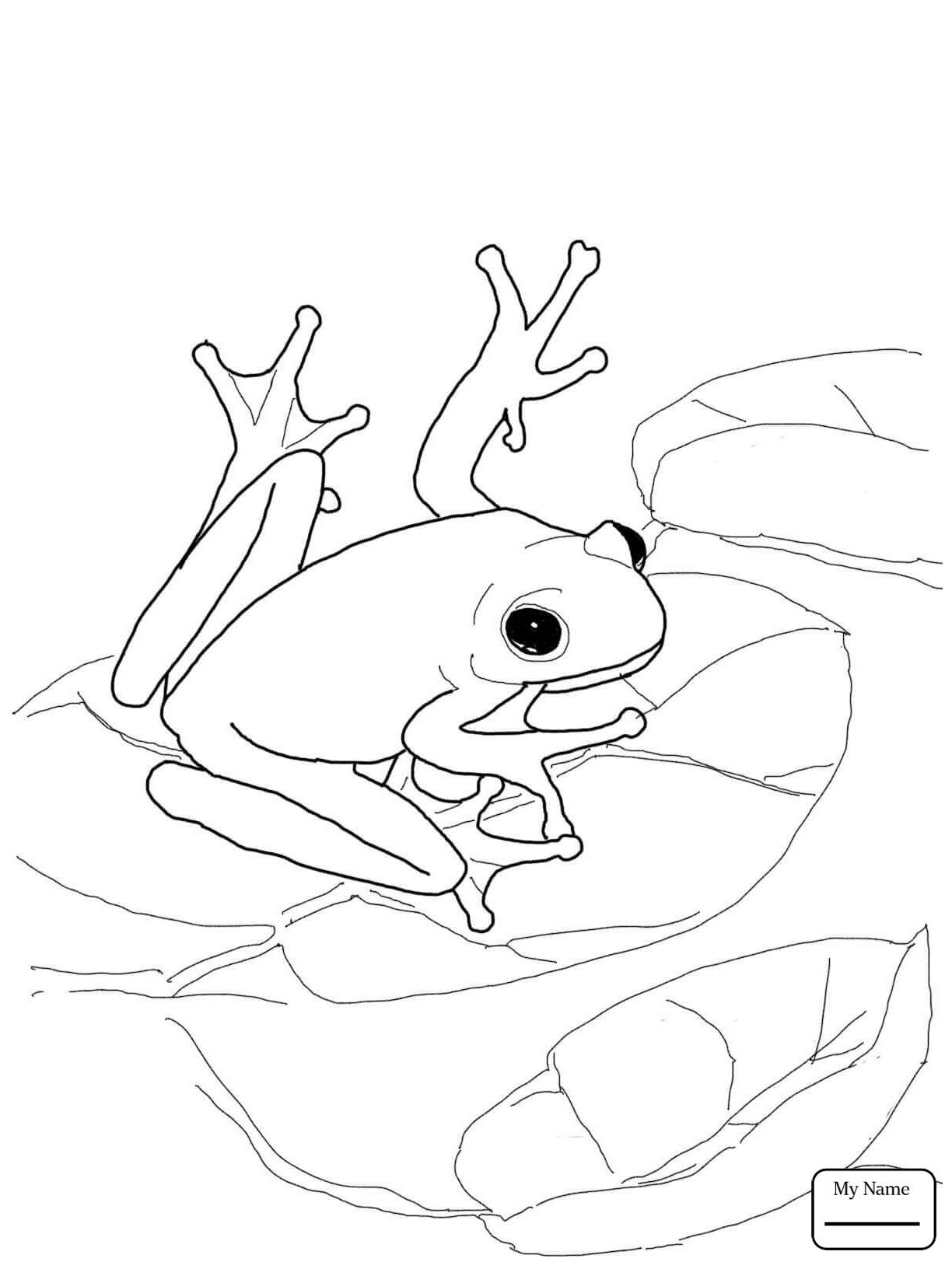 1224x1632 Coloring Pages Amphibian American Bullfrog