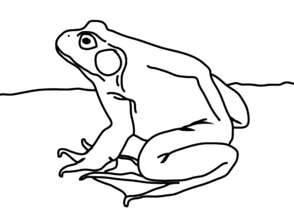 600x449 Frog Profile Drawing