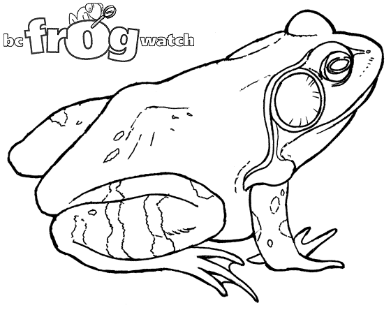 Bull Frog Drawing at GetDrawings | Free download