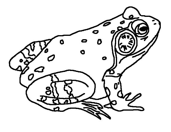 720x556 Bull Frog Coloring Page World.
