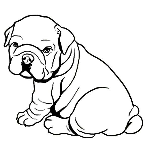 600x600 Coloring Pages For Girls Puppyes Bull Dogs To Tiny Draw Image