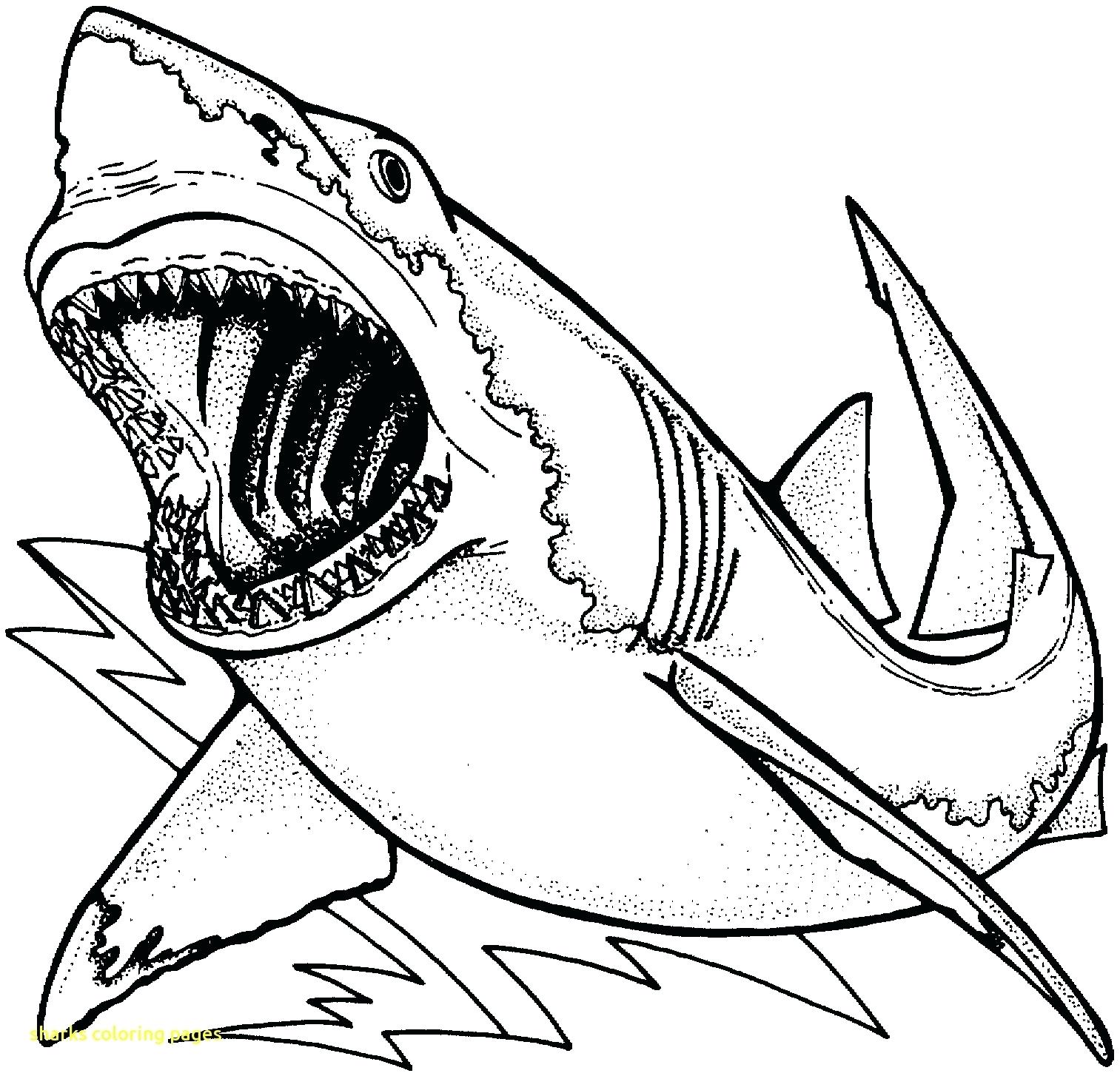 1513x1454 Coloring Shark Printable Coloring Pages Bull Line Drawing 3 Free