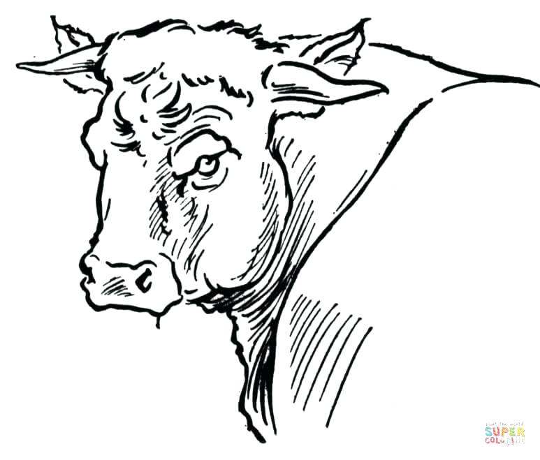 773x659 Bull Coloring Page Affan