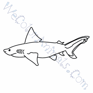 300x300 Bull Shark Coloring Pages