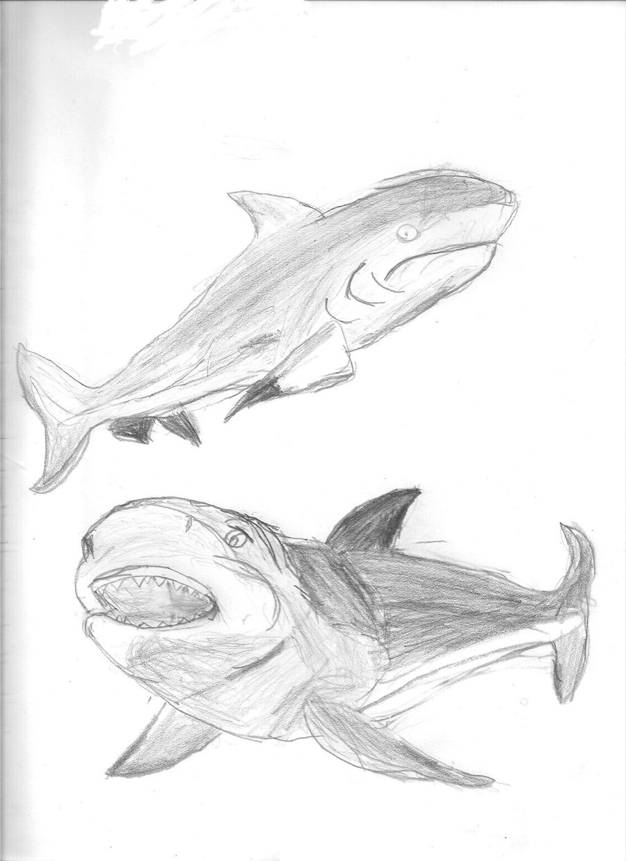 900x1238 Bull Shark Sketches By Art By Sammy