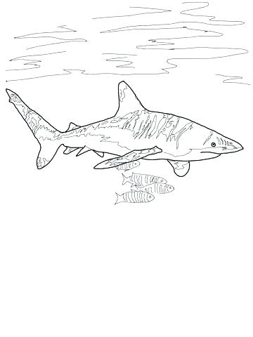 360x480 Great White Shark Coloring Page Shark Coloring Pages Image Of Bull