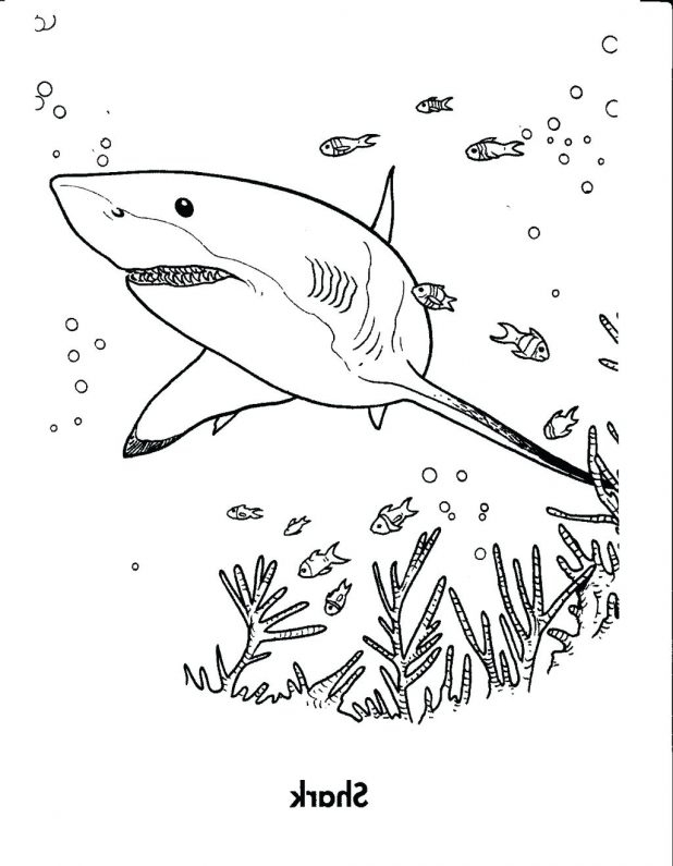618x795 Great White Shark Diving Coloring Page Free Shark Coloring Pages