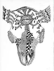 231x300 Bull Skull Drawings Fine Art America