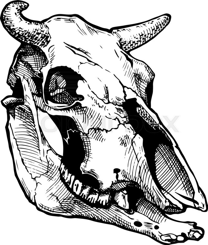 679x800 Vector Illustration Of Bull Skull Stylized As Engraving. Three
