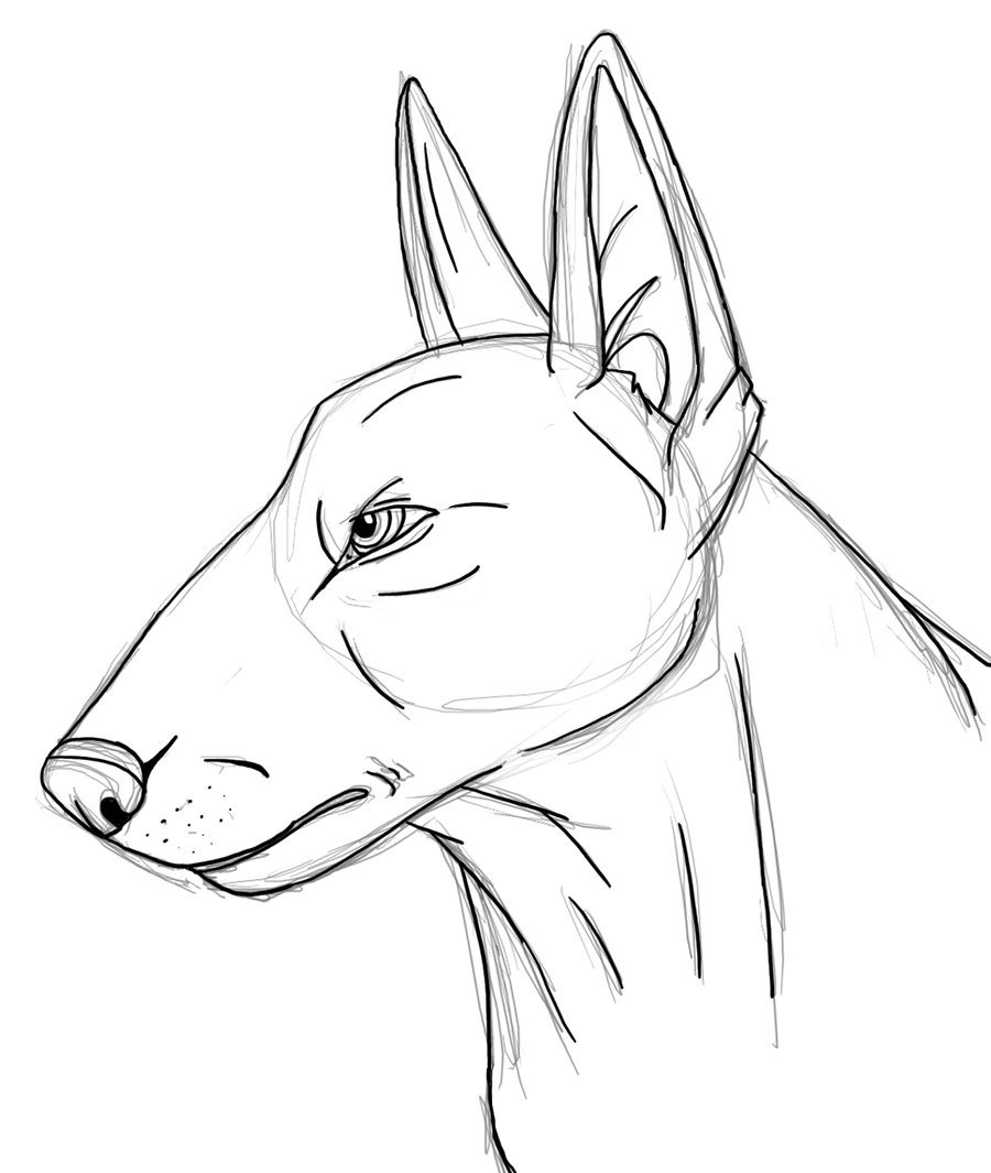 900x1065 Bull Terrier Face Lineart By Bullterrierka