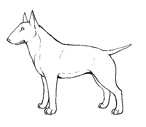 Bull Terrier Drawing at GetDrawings | Free download