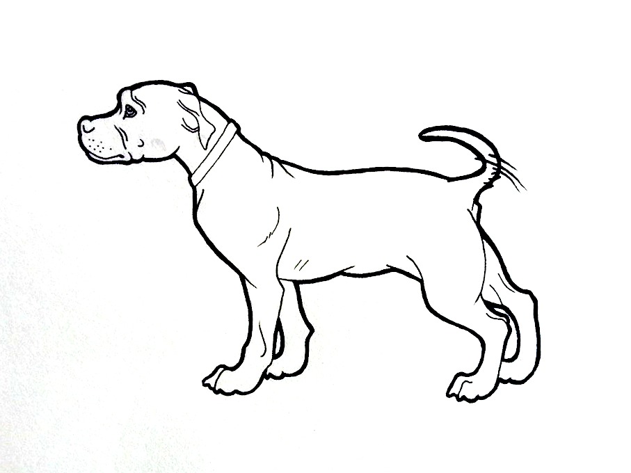 907x680 American Pit Bull Terrier