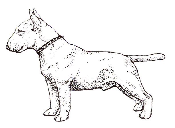 Bull Terrier Drawing at GetDrawings | Free download