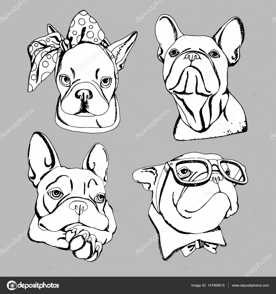 963x1024 Bulldog, Dog, Animal, French, Vector, Illustration, Pet, Breed