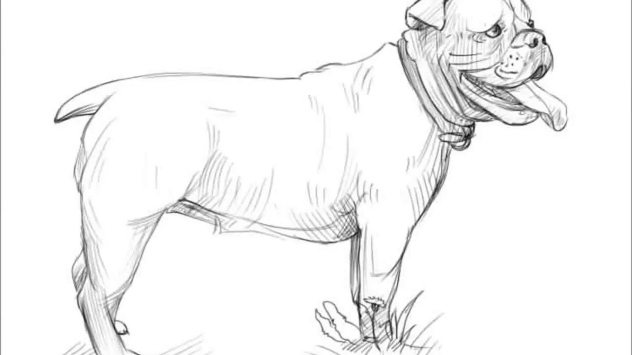 1280x720 How To Draw A Bulldog
