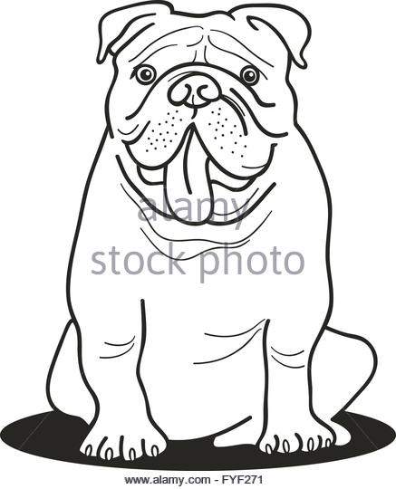 437x540 British Bulldog Drawing Stock Photos Amp British Bulldog Drawing
