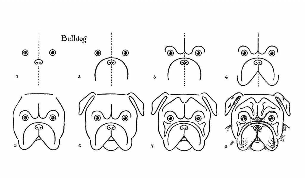 1024x600 Drawing Of A Bulldog How To Draw A Bulldog Easy Step Step Drawing