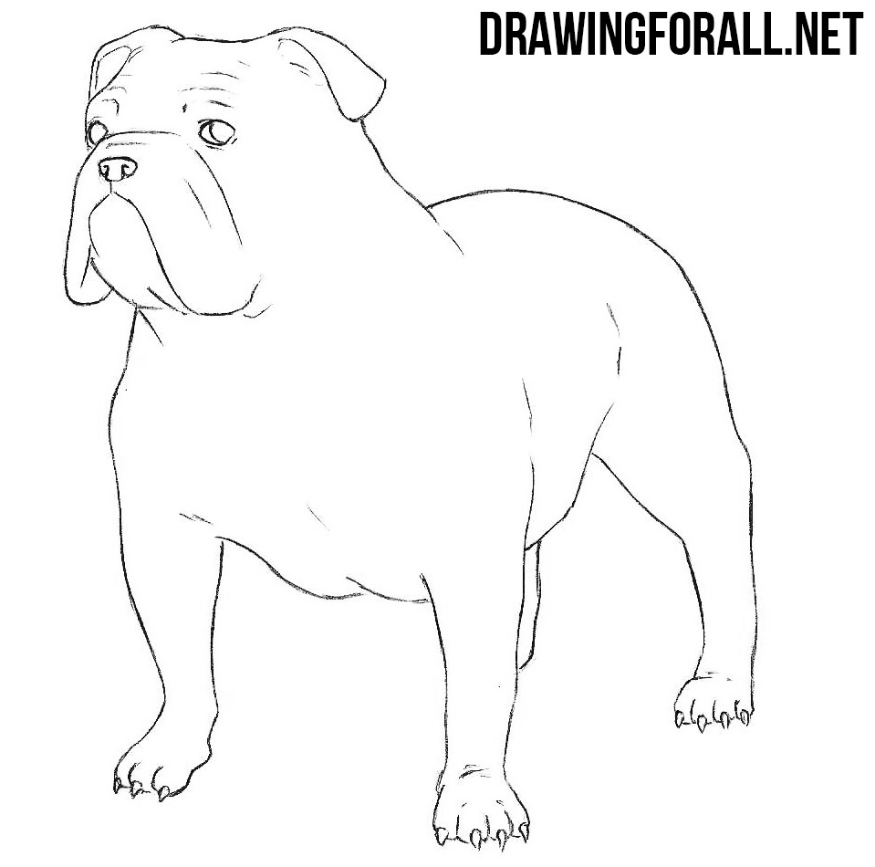 959x950 Bulldog Drawing