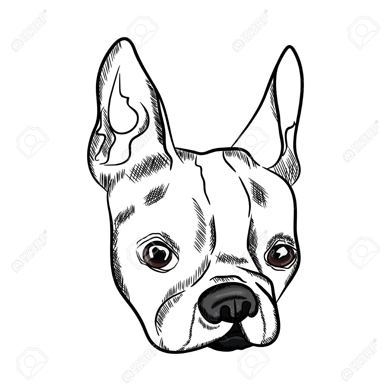 1300x1300 Outline Sketch Of French Bulldog Head On White Background. Vector