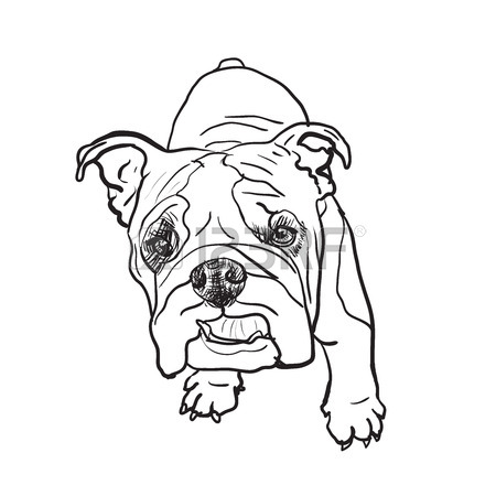 450x450 Drawing Of Young Bulldog On White Royalty Free Cliparts, Vectors