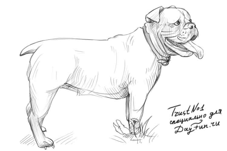 750x500 How To Draw A Bulldog Step By Step