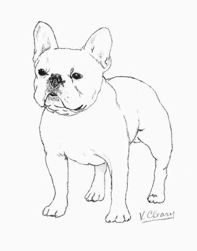 406x518 White French Bulldog By Gingerc
