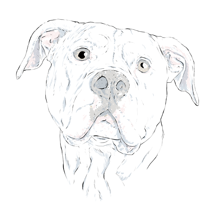 700x700 Drawn Bulldog American Bulldog