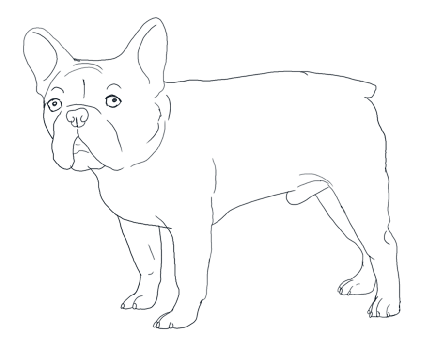900x742 French Bulldog Lines By Valentinekennel