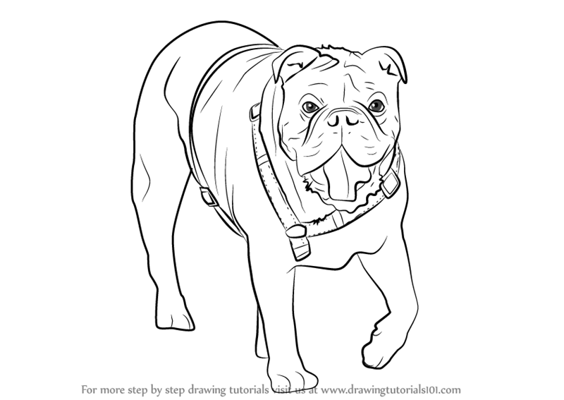 800x567 Bulldog Drawing. Bulldog Design. Bulldog Drawing By Erinkejo