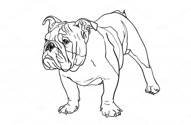 640x420 Tag For How To Draw A Bulldog Drawing Plants With Simple Forms